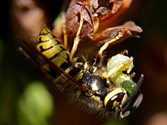 Western Yellowjacket